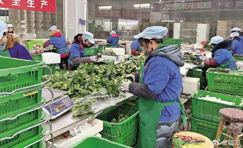 內(nèi)地平價超市遭香港居民搶購，新鮮蔬菜零售何以成焦點？